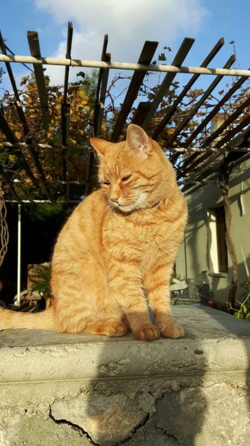 Aperi Viewアパートメント エクステリア 写真